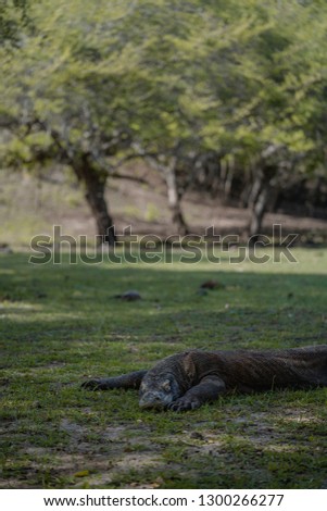 Komodo Dragon, the largest lizard in the world lying in front of camera with dangerous look.