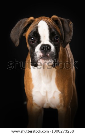 Portrait of a young boxer dog isolated on black background