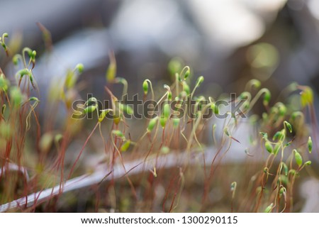 Small shoots of weeds growing out of green moss. Young processes. A blurry photo.