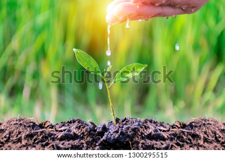 Business Growth concept.Continued of investment and profitability.The hands that are watering sapling,In order to grow into a big tree with self-care capabilities,Stable growth.Stability is tangible. Royalty-Free Stock Photo #1300295515