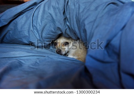 Tiny Chihuahua Puppy Snuggled Under Blankets in Bed
