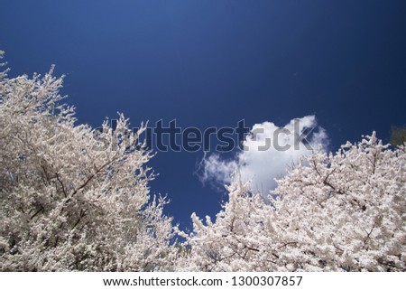 White beautiful blooming tree of sakura on background of blue sky in spring. Copy space. 