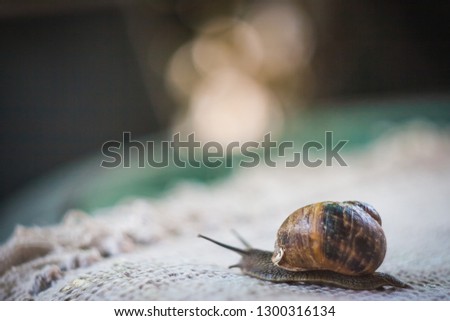 From life of reals snails