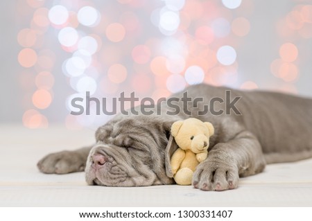 Puppy sleeping with toy bear. Holidays background with copy space for your text