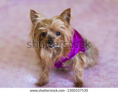 Tiny Yorkshire Terrier in purple satin vest sitting on pink throw staring intently