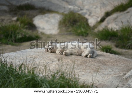 Ilulissat, Greenland - July, sled dog / husky in summer, cute little husky puppy sleeping on a rock