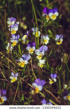 Wild blue pansies. The garden pansy is a type of large-flowered hybrid plant cultivated as a garden flower. Pansy flower reflects the symbol of Freethought, remembrance. The older name Viola tricolor.
