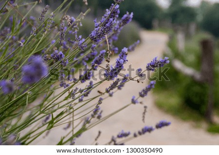 Detail of purple lavender branches (scientific name Lavandula). In the background a blurred dirt path. This plant was used in antiquity to cleanse the body.