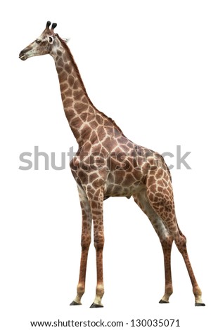 one giraffe is isolated on white background
