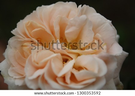 picture of light salmon color blooming rose, shoot in close up range - Jan 2019