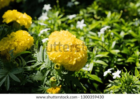 Marigold flower blossom