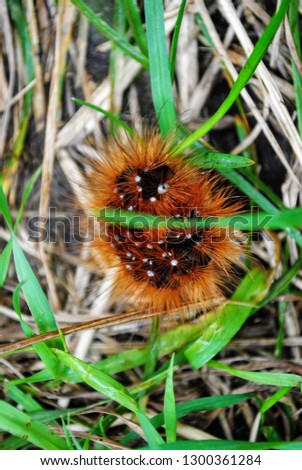 Close up macro view of funny cute furry black and brown Garden tiger moth or Arctia Caja caterpillar crawling in the grass among the leaves. Small insect living in the garden in the summer in daytime