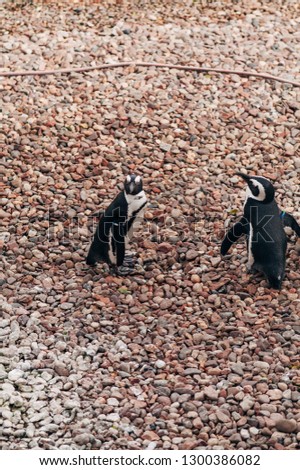 
a flock of penguins walk
