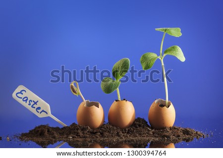 Three organic seedling plants in eggshells on blue background, eco gardening. Horizontal.