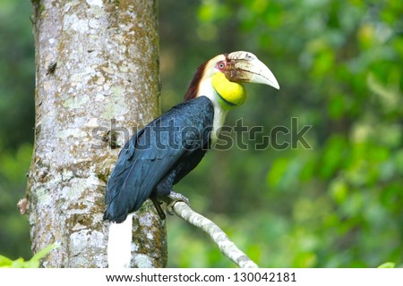 Burung Enggang Rangkong Images And Stock Photos Avopix Com