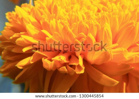 Orange marigold flower background