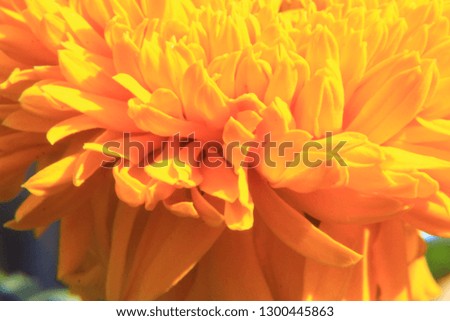 Orange marigold flower background