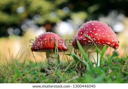 Two toadstools in the forest Royalty-Free Stock Photo #1300446040