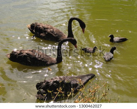 Black swan in river of Asutralia
