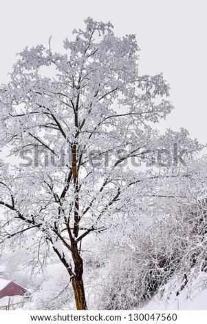 snow covered with a tree on a cloudy winter day
