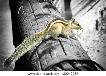 fluffy squirrel photographed on a log in the countryside