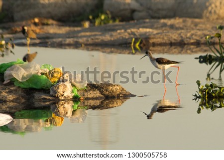 A beautiful water bird in early morning in nature with mirror reflection in water during golden hour in golden light. Self reflection of bird in water. 