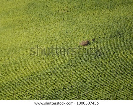 High Angle View on Corn Fields near Berlin Germany