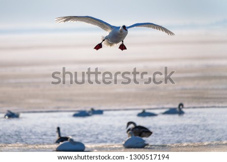 Swan landing on frozen lake.