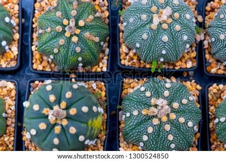 Echinopsis Subdenudata Cactus flower in plants.