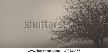a tree without leaves in the winter in the fog