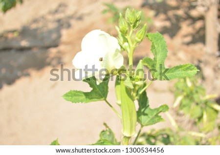 Abelmoschus esculentus, Okra or okro, also known as, ladies' fingers or ochro, a flowering plant in the mallow family, the plant with blossom and immature pod along the border of the Mekong river