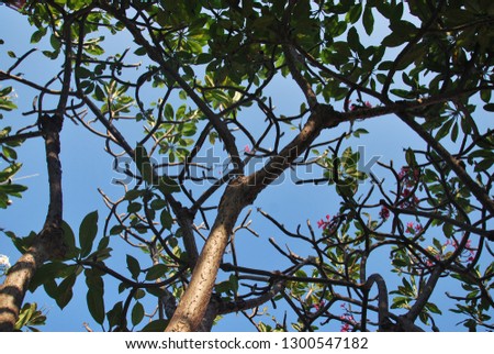 branches of a tree above me