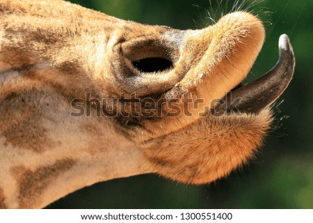 Close up of funny giraffe head  showing tongue