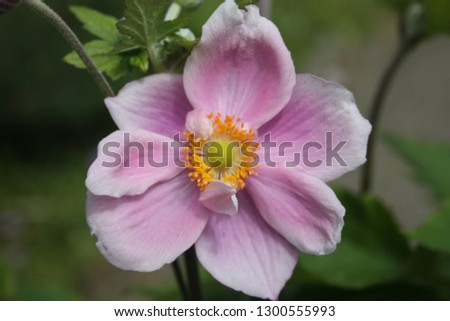 Beautiful macro image of blossoming pink flower.
