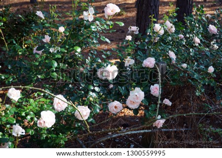 Plant Bloom Pink Roses Fenceline
