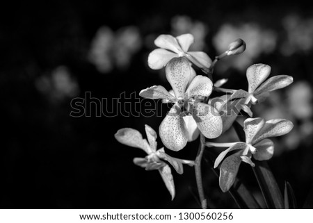 A black and white fine art portrait of the flower.Flowers orchid in black and white , shallow dept of field. 