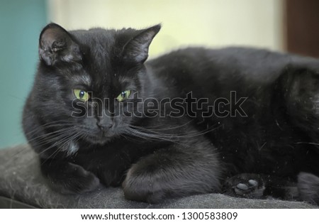 black with green eyes domestic cat lies