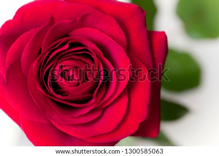 Red rose with leaves on a white background. top view. copy space.