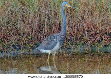 Tricolored Heron Standing in the Water
