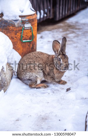 Grey rabbit sitting on the snow