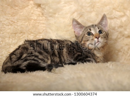 cute striped kitten on a light beige background