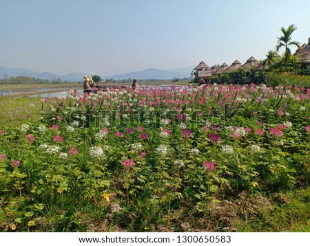 Flowers farm at good view in northern Chiangmai Thailand on Sunday morning after sunrise