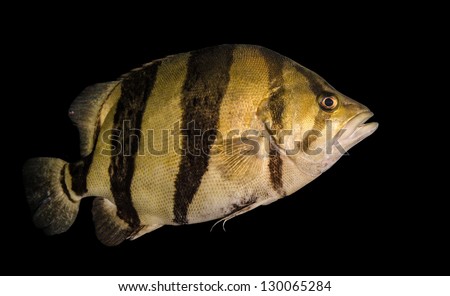 Siamese Tiger Fish