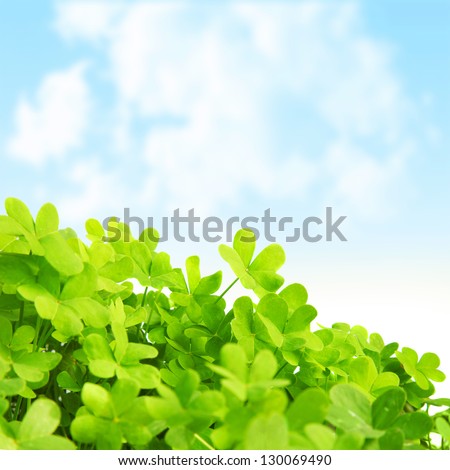 Picture of green clover field, st.Patrick's day background, shamrock plant over blue sky, beautiful spring nature, springtime season, floral border, trefoil -  symbol of luck, irish holiday concept
