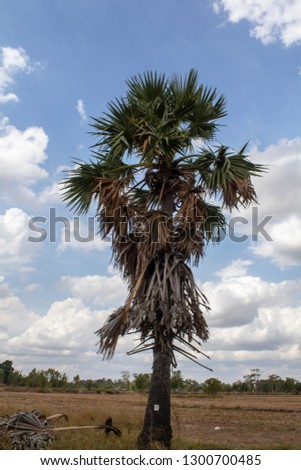 
sugar palm on the field