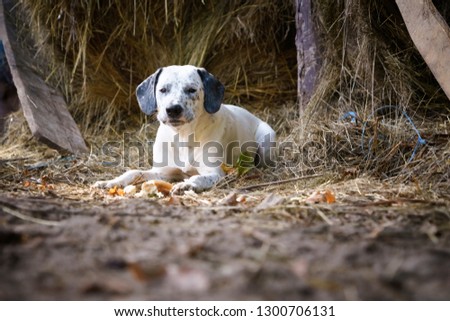 Dalmatian dog lies among the hay
