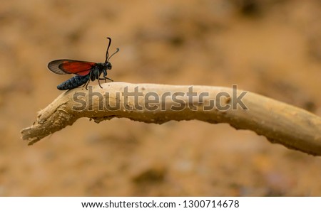Little red and black insect on branch . Selective focus and macro photography