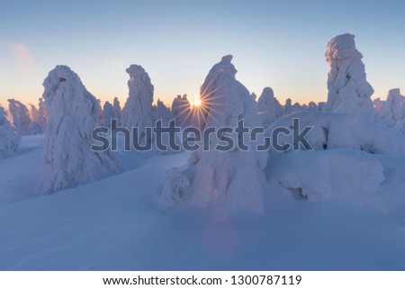Majestic white spruces glowing by sunlight. Picturesque and gorgeous wintry scene. Beautiful Snowy trees on a winter landscape. Alps ski resort. Blue toning. Happy New Year! Beauty world.