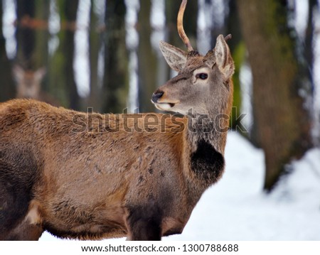 Young male red deer in winter forest