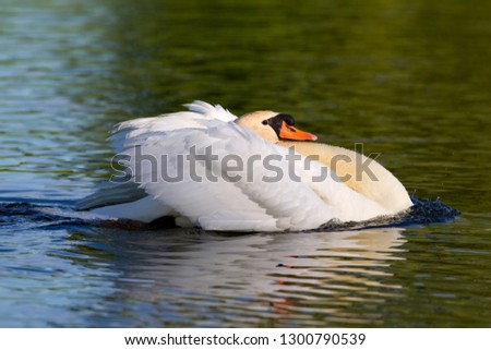 Mute swan (Cygnus olor), in the pond,  Rising Sun, Indiana, USA.